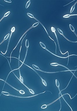 Виды патоспермии: астенозооспермия, азооспермия, олигозооспермия и другие