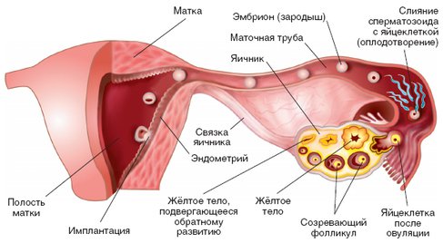 Какие условия необходимы для наступления беременности - подробности в клинике лечения бесплодия в Краснодаре ОКСИ
